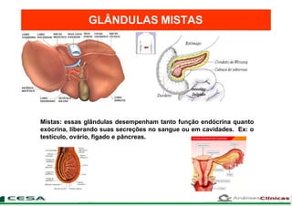 GLÂNDULAS MISTAS
Mistas: essas glândulas desempenham tanto função endócrina quanto
exócrina, liberando suas secreções no sangue ou em cavidades. Ex: o
testículo, ovário, fígado e pâncreas.
 