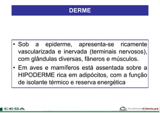 • Sob a epiderme, apresenta-se ricamente
vascularizada e inervada (terminais nervosos),
com glândulas diversas, fâneros e músculos.
• Em aves e mamíferos está assentada sobre a
HIPODERME rica em adipócitos, com a função
de isolante térmico e reserva energética
DERME
 