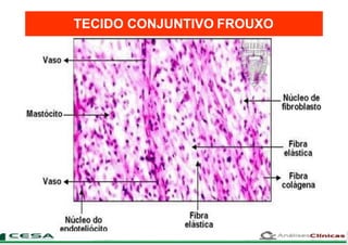 TECIDO CONJUNTIVO FROUXO
 