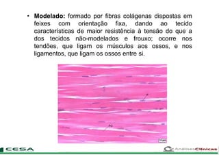 • Modelado: formado por fibras colágenas dispostas em
feixes com orientação fixa, dando ao tecido
características de maior resistência à tensão do que a
dos tecidos não-modelados e frouxo; ocorre nos
tendões, que ligam os músculos aos ossos, e nos
ligamentos, que ligam os ossos entre si.
 