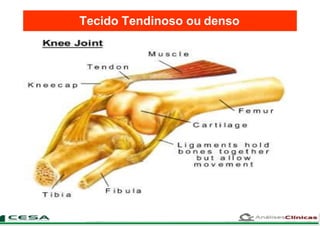 Tecido Tendinoso ou denso
 