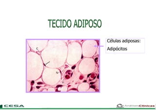 Células adiposas:
Adipócitos
 