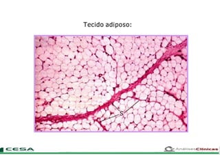 Tecido adiposo:
 