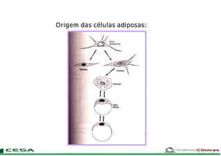 Origem das células adiposas:
 