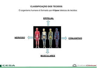 CLASSIFICAÇÃO DOS TECIDOS:
O organismo humano é formado por 4 tipos básicos de tecidos:
EPITELIAL
CONJUNTIVO
MUSCULARES
NERVOSO
 