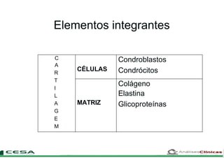 Elementos integrantes
C
A
R
T
I
L
A
G
E
M
CÉLULAS
Condroblastos
Condrócitos
MATRIZ
Colágeno
Elastina
Glicoproteínas
 