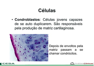 Células
• Condroblastos: Células jovens capazes
de se auto duplicarem. São responsáveis
pela produção de matriz cartilaginosa.
Depois de envoltos pela
matriz passam a se
chamar condrócitos.
 
