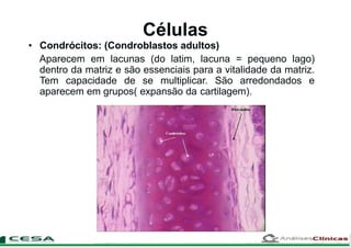 Células
• Condrócitos: (Condroblastos adultos)
Aparecem em lacunas (do latim, lacuna = pequeno lago)
dentro da matriz e são essenciais para a vitalidade da matriz.
Tem capacidade de se multiplicar. São arredondados e
aparecem em grupos( expansão da cartilagem).
 