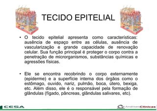 TECIDO EPITELIAL
• O tecido epitelial apresenta como características:
ausência de espaço entre as células, ausência de
vascularização e grande capacidade de renovação
celular. Sua função principal é proteger o corpo contra a
penetração de microrganismos, substâncias químicas e
agressões físicas.
• Ele se encontra recobrindo o corpo externamente
(epiderme) e a superfície interna dos órgãos como o
estômago, ouvido, nariz, pulmão, boca, útero, bexiga,
etc. Além disso, ele é o responsável pela formação de
glândulas (fígado, pâncreas, glândulas salivares, etc).
 