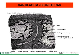 CARTILAGEM - ESTRUTURAS
 