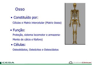 Osso
• Constituído por:
Células e Matriz intercelular (Matriz óssea)
• Função:
Proteção, sistema locomotor e armazena-
Mento de cálcio e fósforo)
• Células:
Osteoblástos, Osteócitos e Osteoclástos
 