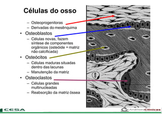 Células do osso
– Osteoprogenitoras
– Derivadas do mesênquima
• Osteoblastos
– Células novas, fazem
síntese de componentes
orgânicos (osteóide = matriz
não calcificada)
• Osteócitos
– Células maduras situadas
dentro das lacunas
– Manutenção da matriz
• Osteoclastos
– Células grandes
multinucleadas
– Reabsorção da matriz óssea
 