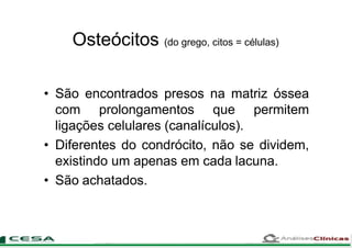 Osteócitos (do grego, citos = células)
• São encontrados presos na matriz óssea
com prolongamentos que permitem
ligações celulares (canalículos).
• Diferentes do condrócito, não se dividem,
existindo um apenas em cada lacuna.
• São achatados.
 
