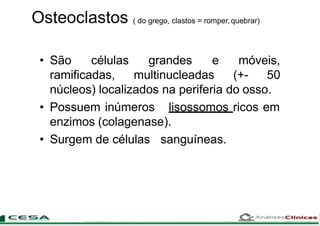 Osteoclastos ( do grego, clastos = romper, quebrar)
• São células grandes e móveis,
ramificadas, multinucleadas (+- 50
núcleos) localizados na periferia do osso.
• Possuem inúmeros lisossomos ricos em
enzimos (colagenase).
• Surgem de células sanguíneas.
 
