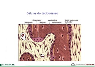 Células do tecido ósseo
 
