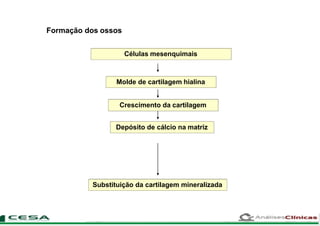 Formação dos ossos
Células mesenquimais
Molde de cartilagem hialina
Crescimento da cartilagem
Depósito de cálcio na matriz
Substituição da cartilagem mineralizada
 