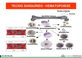 TECIDO SANGUÍNEO - HEMATOPOIESE
Tecido mieloide
Epífese
 