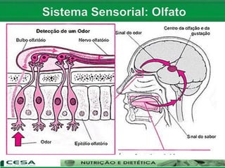Aula 08   sistema sensorial - anatomia e fisiologia