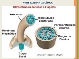 11
PARTE EXTERNA DA CÉLULA
Estrutura 9+2 dos cílios e flagelos
 