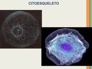 15
CITOESQUELETO
 