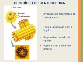 • Possui material genético
próprio
CENTRÍOLO OU CENTROSSOMA
• Responsável pela divisão
celular
• E pela produção de cílios e
flagelos
• Envolvidos na organização do
citoesqueleto
 