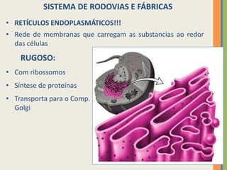 18
SISTEMA DE RODOVIAS E FÁBRICAS
• RETÍCULOS ENDOPLASMÁTICOS!!!
• Rede de membranas que carregam as substancias ao redor
das células
RUGOSO:
• Com ribossomos
• Síntese de proteínas
• Transporta para o Comp.
Golgi
 