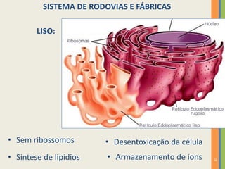 19
SISTEMA DE RODOVIAS E FÁBRICAS
LISO:
• Sem ribossomos • Desentoxicação da célula
• Síntese de lipídios • Armazenamento de íons
 