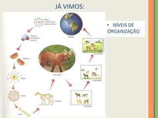 JÁ VIMOS:
2
• NÍVEIS DE
ORGANIZAÇÃO
 