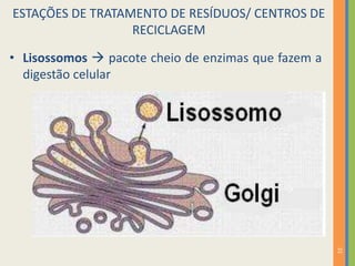 21
• Lisossomos  pacote cheio de enzimas que fazem a
digestão celular
ESTAÇÕES DE TRATAMENTO DE RESÍDUOS/ CENTROS DE
RECICLAGEM
 
