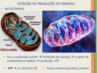 22
ESTAÇÃO DE PRODUÇÃO DE ENERGIA
• MITOCÔNDRIA
• Possui material genético próprio
• Faz a respiração celular  Produção de energia  a partir de
carboidratos e lipídios  produção ATP
• ATP  é o dinheiro
 