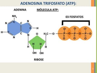 23
ADENOSINA TRIFOSFATO (ATP):
 