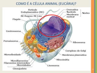 4
COMO É A CÉLULA ANIMAL (EUCÁRIA)?
 