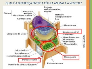 5
QUAL É A DIFERENÇA ENTRE A CÉLULA ANIMAL E A VEGETAL?
 