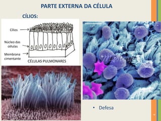 9
PARTE EXTERNA DA CÉLULA
CÍLIOS:
CÉLULAS PULMONARES
Membrana
cimentante
Núcleo das
células
Cílios
• Defesa
 