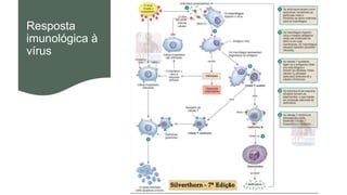 Resposta
imunológica à
vírus
 