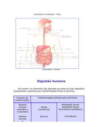 Extracelular e intracelular – Hidra
Extracelular - Homem
Digestão humana
No homem, os alimentos são digeridos ao longo do tubo digestório
(extracelular), passando por transformações físicas e químicas.
Controle da
transformação
Sistema
nervoso
voluntário e
involuntário
Sistema
nervoso
e
hormonal
Transformações sofridas pelos alimentos
Físicas
(mecânicos)
Química
Mastigação (boca)
Deglutição (boca)
Movimentos peristálticos
Enzimáticas
 