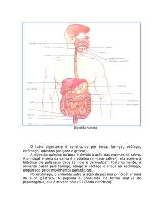 Digestão humana
O tubo digestório é constituído por boca, faringe, esôfago,
estômago, intestino (delgado e grosso).
A digestão química na boca é devido à ação das enzimas da saliva.
A principal enzima da saliva é a ptialina (amilase salivar), ela acelera a
hidrólise de polissacarídeos (amido e derivados). Posteriormente, o
alimento passa pela faringe, atinge o esôfago e chega ao estômago,
empurrado pelos movimentos peristálticos.
No estômago, o alimento sofre a ação da pepsina principal enzima
do suco gástrico. A pepsina é produzida na forma inativa de
pepsinogênio, que é ativado pelo HCl (ácido clorídrico).
 