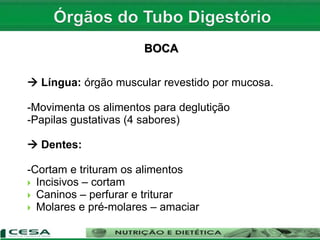  Língua: órgão muscular revestido por mucosa.
-Movimenta os alimentos para deglutição
-Papilas gustativas (4 sabores)
 Dentes:
-Cortam e trituram os alimentos
 Incisivos – cortam
 Caninos – perfurar e triturar
 Molares e pré-molares – amaciar
BOCA
 