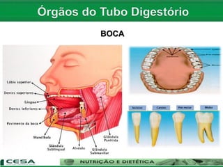 BOCA
 