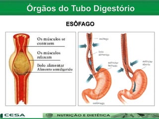 ESÔFAGO
 