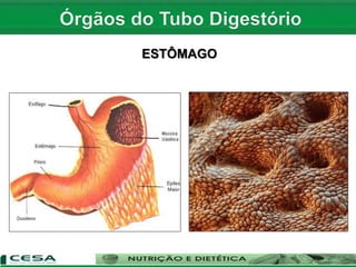 ESTÔMAGO
 