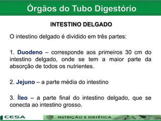 INTESTINO DELGADO
O intestino delgado é dividido em três partes:
1. Duodeno – corresponde aos primeiros 30 cm do
intestino delgado, onde se tem a maior parte da
absorção de todos os nutrientes.
2. Jejuno – a parte média do intestino
3. Íleo – a parte final do intestino delgado, que se
conecta ao intestino grosso.
 