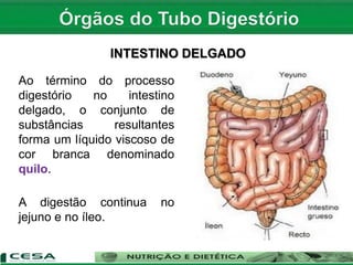 INTESTINO DELGADO
Ao término do processo
digestório no intestino
delgado, o conjunto de
substâncias resultantes
forma um líquido viscoso de
cor branca denominado
quilo.
A digestão continua no
jejuno e no íleo.
 