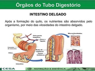 INTESTINO DELGADO
Após a formação do quilo, os nutrientes são absorvidos pelo
organismo, por meio das vilosidades do intestino delgado.
 