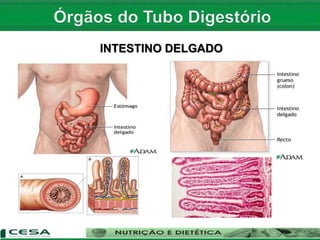 INTESTINO DELGADO
 