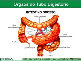 INTESTINO GROSSO
 