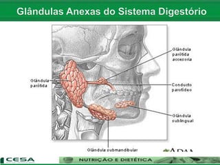 SALIVARES
 