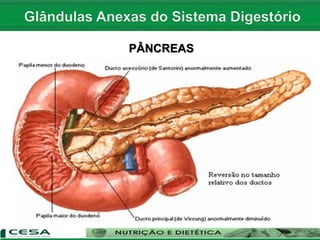 PÂNCREAS
 