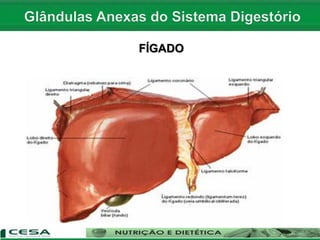 FÍGADO
 