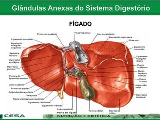 FÍGADO
 